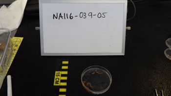 Media type: image;   Invertebrate Zoology 153153 Description: live specimen;